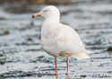 Larus hiperboreus